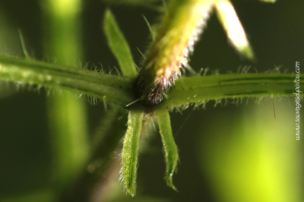 Urtica dioica, Grande Ortie, Poitiers bords de Boivre