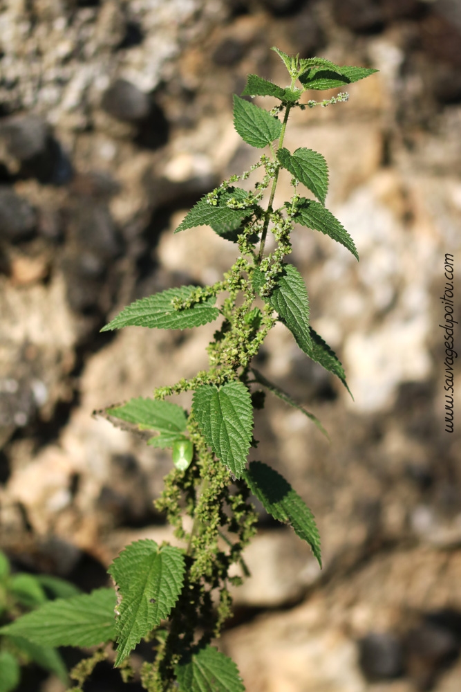 Urtica dioica, Grande Ortie, Poitiers gare