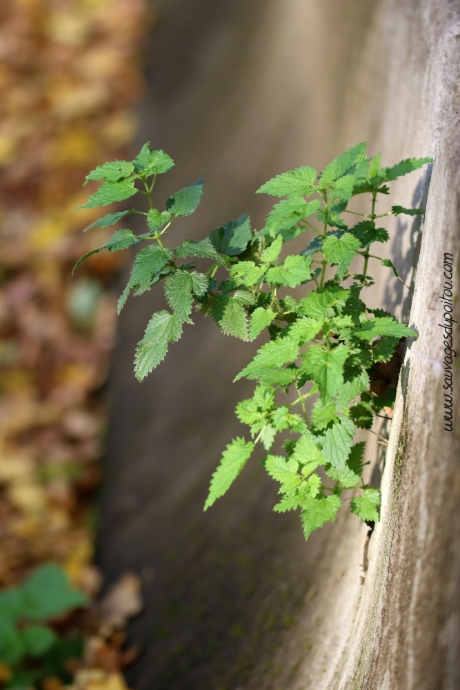 Urtica dioica, Grande Ortie, Poitiers bords de Boivre