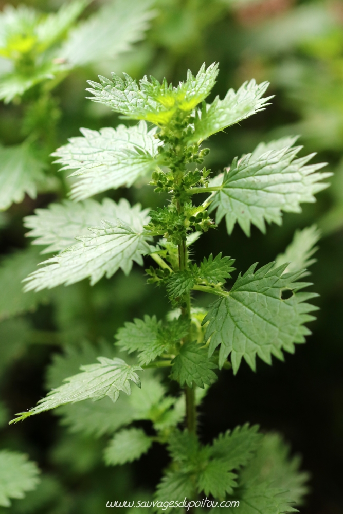 Urtica urens, Ortie brûlante, Dinard (35)