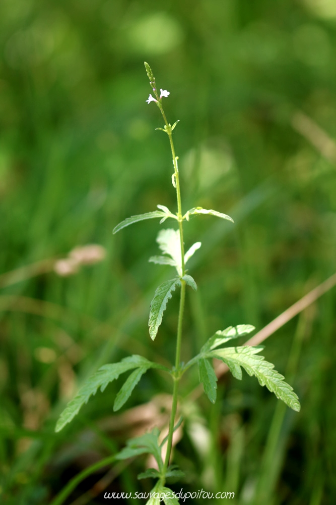 Verbena officinalis, Verveine officinale, Poitiers Porteau