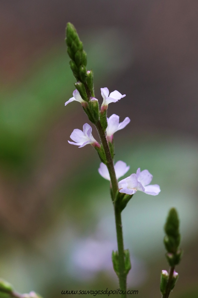 Verbena officinalis, Verveine officinale, Poitiers bords de Boivre