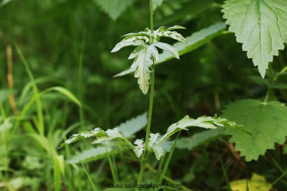 Verbena officinalis, Verveine officinale, Poitiers bords de Boivre