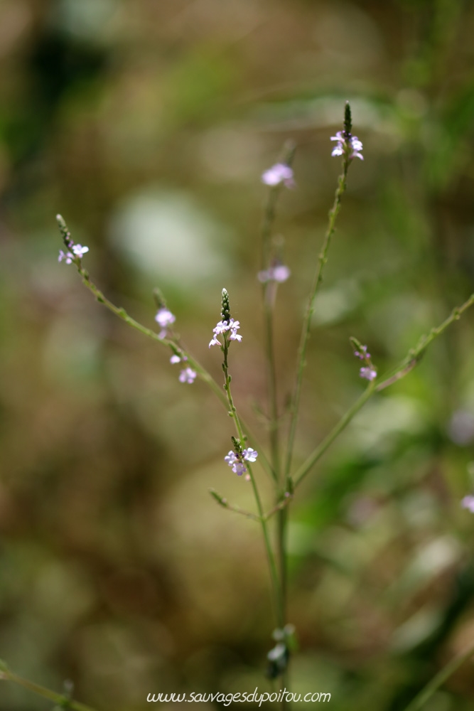 Verbena officinalis, Verveine officinale, Poitiers bords de Boivre