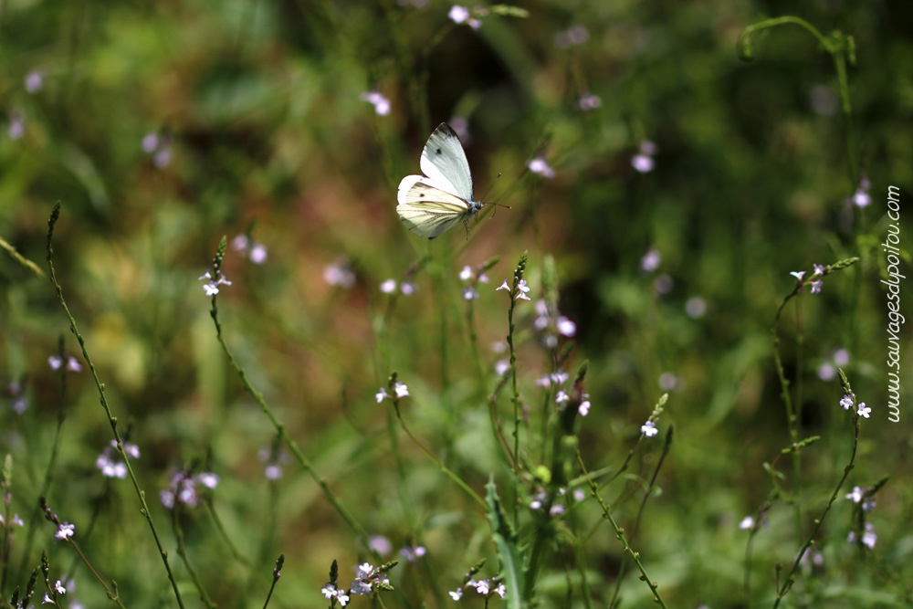 Verbena officinalis, Verveine officinale, Poitiers bords de Boivre