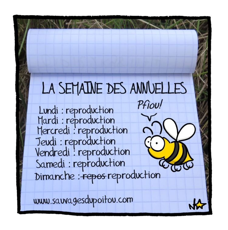 La semaine des annuelles! Sauvages du Poitou