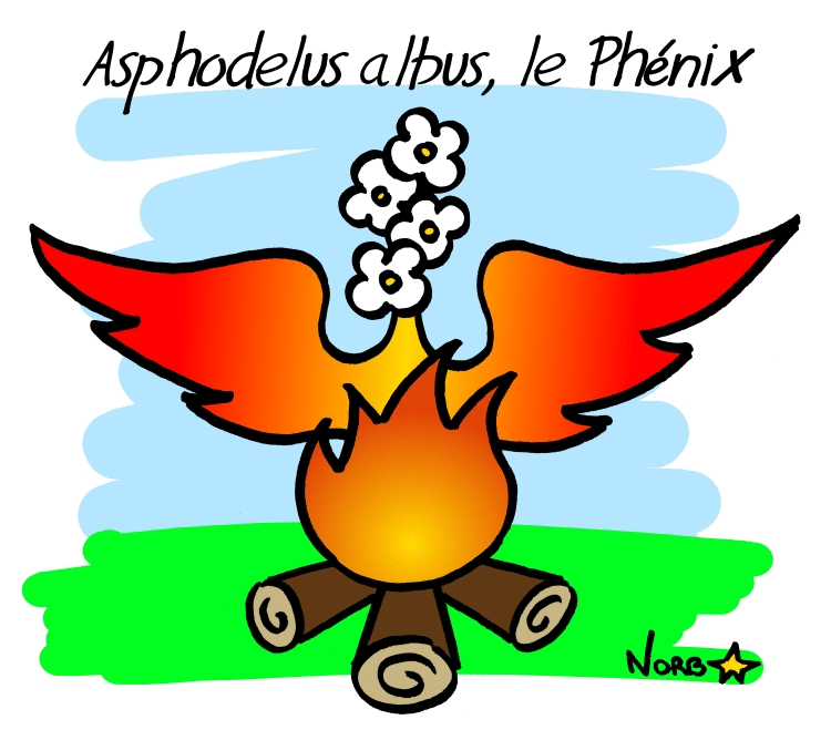 Asphodelus albus, Sauvages du Poitou!