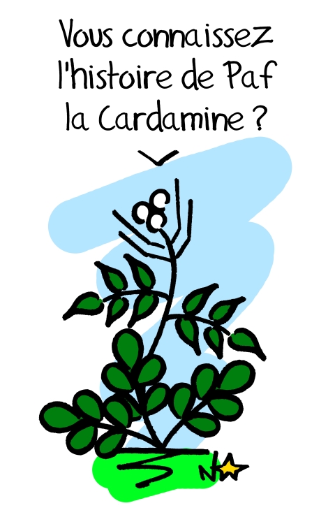 Cardamine hirsuta, Sauvages du Poitou!