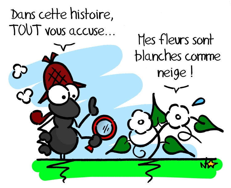 Convolvulus arvensis, Sauvages du Poitou!