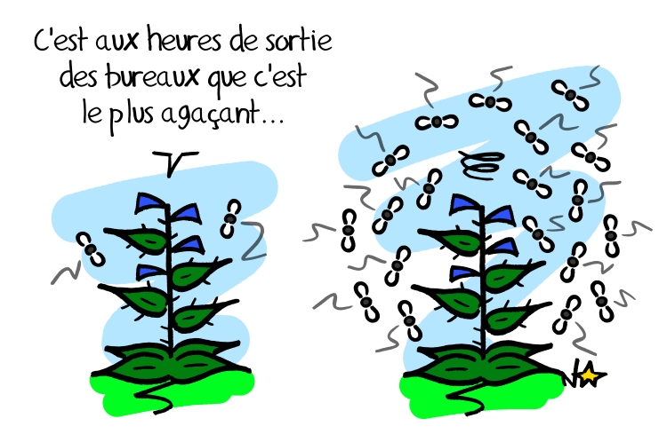 Echium vulgare, Sauvages du Poitou