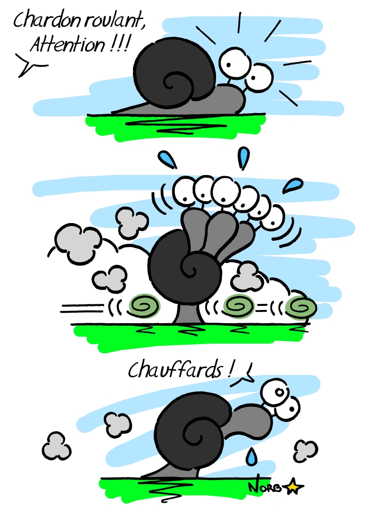 Panicaut champêtre, le Chardon roulant! Sauvages du Poitou