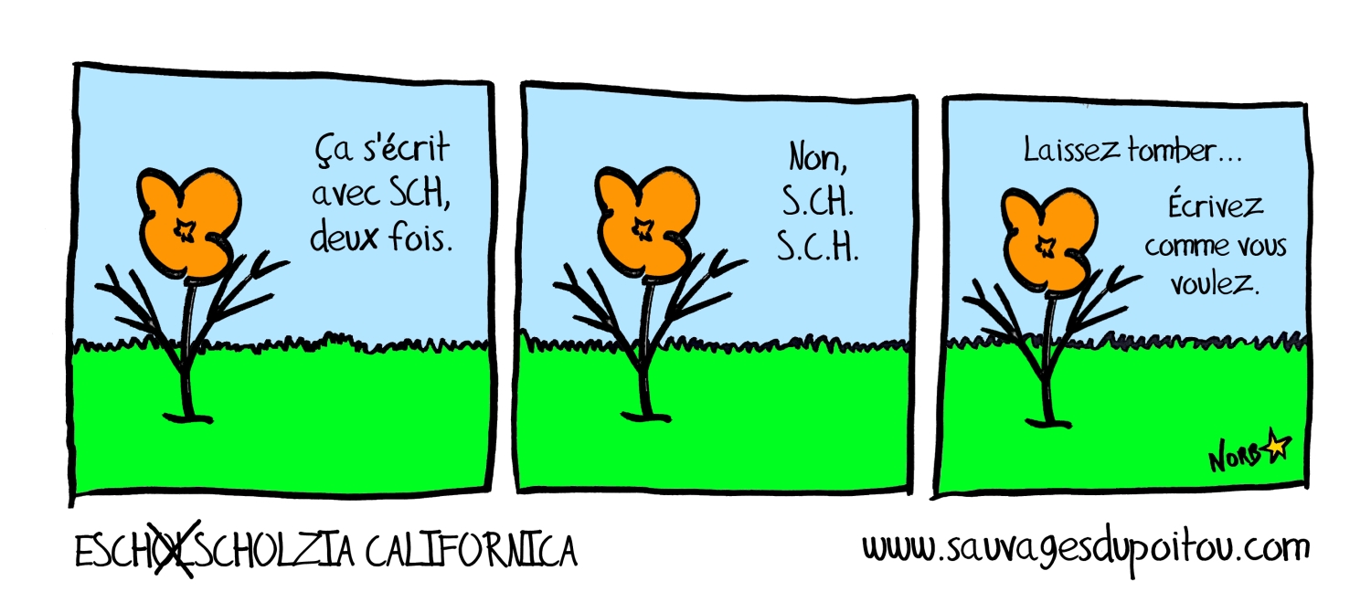 Eschscholzia californica, Sauvages du Poitou