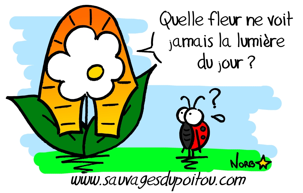 Quelle fleur ne voit jamais la lumière du jour? Réponse sur Sauvages du Poitou!