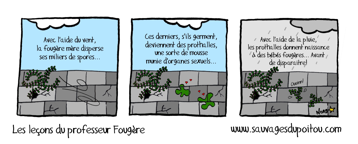 Les leçons du professeur Fougère, Sauvages du Poitou