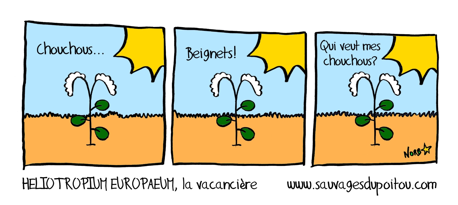 Heliotropium europaeum, Sauvages du Poitou