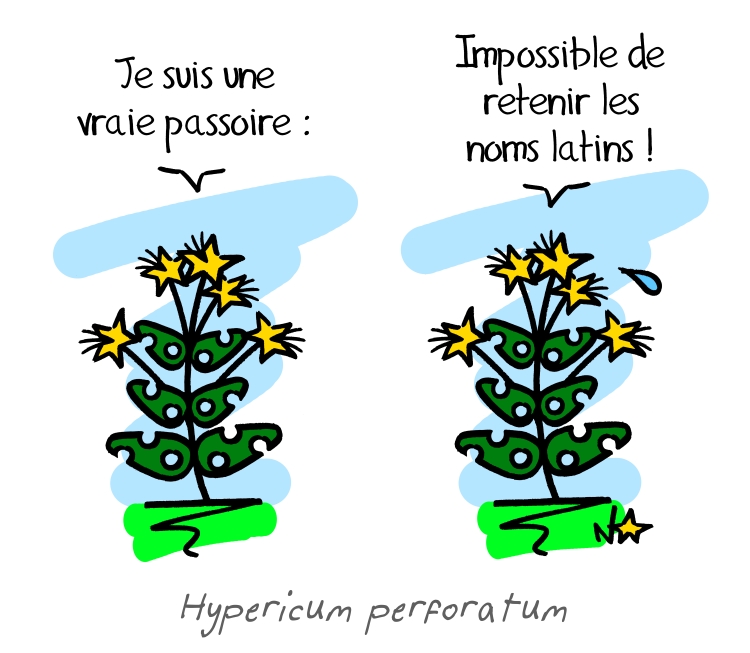 Hypericum perforatum, Sauvages du Poitou!