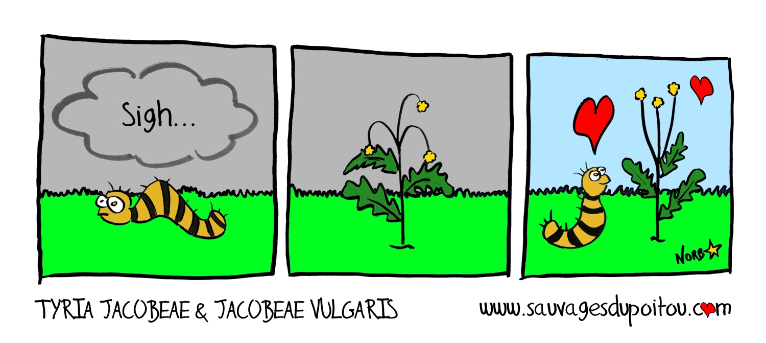 Tyria jacobeae & Jacobeae vulgaris, Sauvages du Poitou