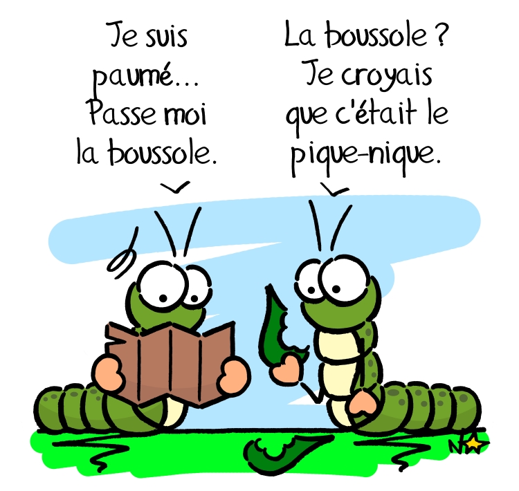 Lactuca serriola, la boussole! Sauvages du Poitou