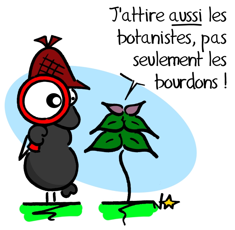 Lamier, un aimant à botanistes? Sauvages du Poitou!