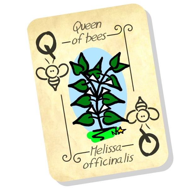 Melissa officinalis: la reine d'abeille! Sauvages du Poitou