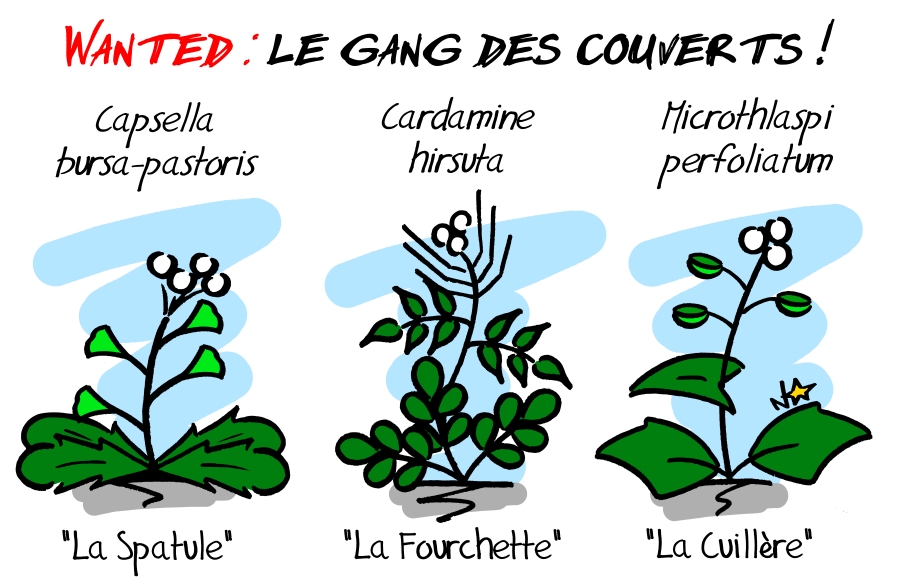 Brassicacées : le gang des couverts ! Sauvages du Poitou