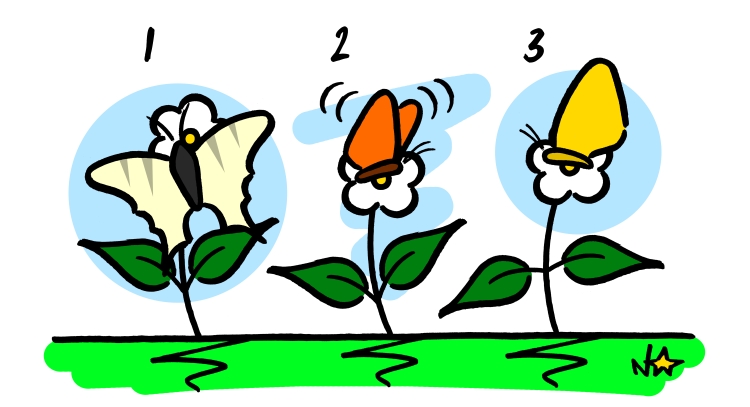 Papillons: les styles de butinages, Sauvages du Poitou!
