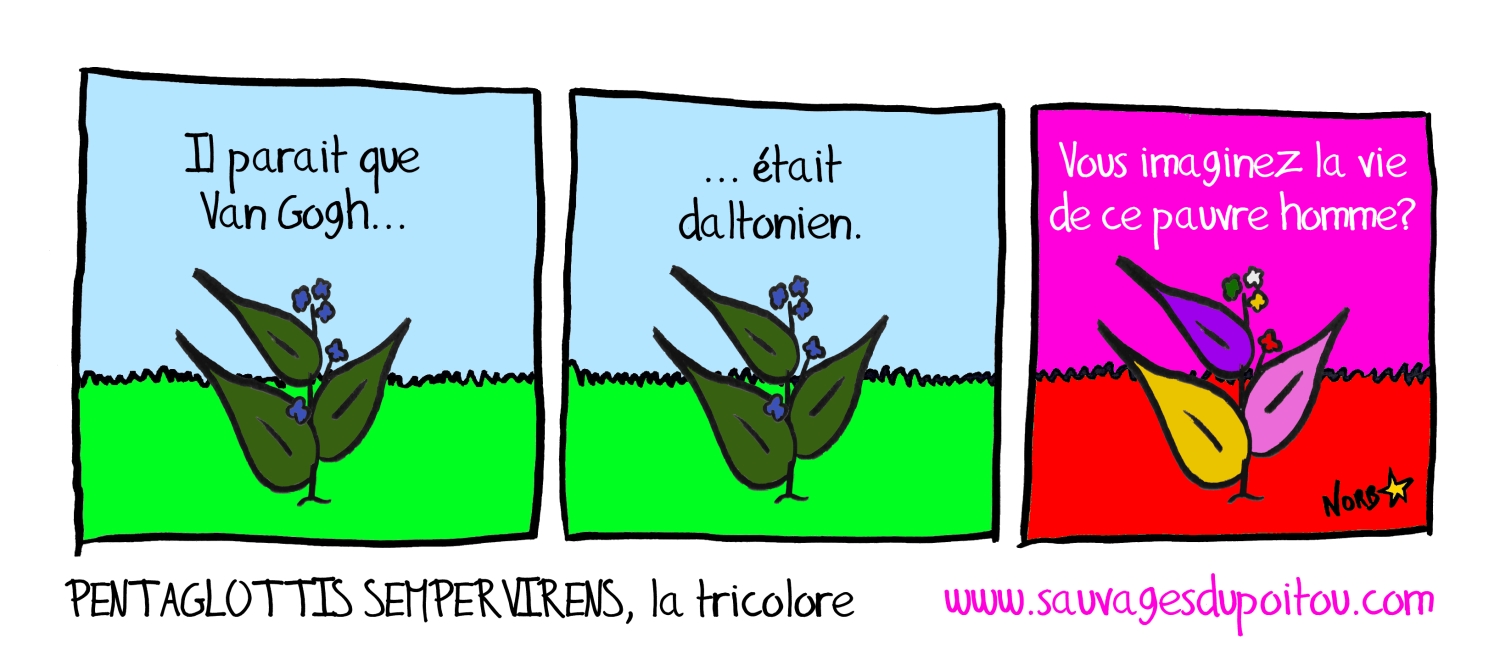 Pentaglottis sempervirens, Sauvages du Poitou