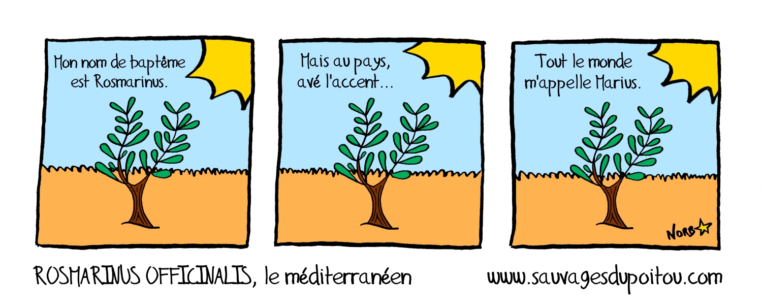 Rosmarinus officinalis, Sauvages du Poitou