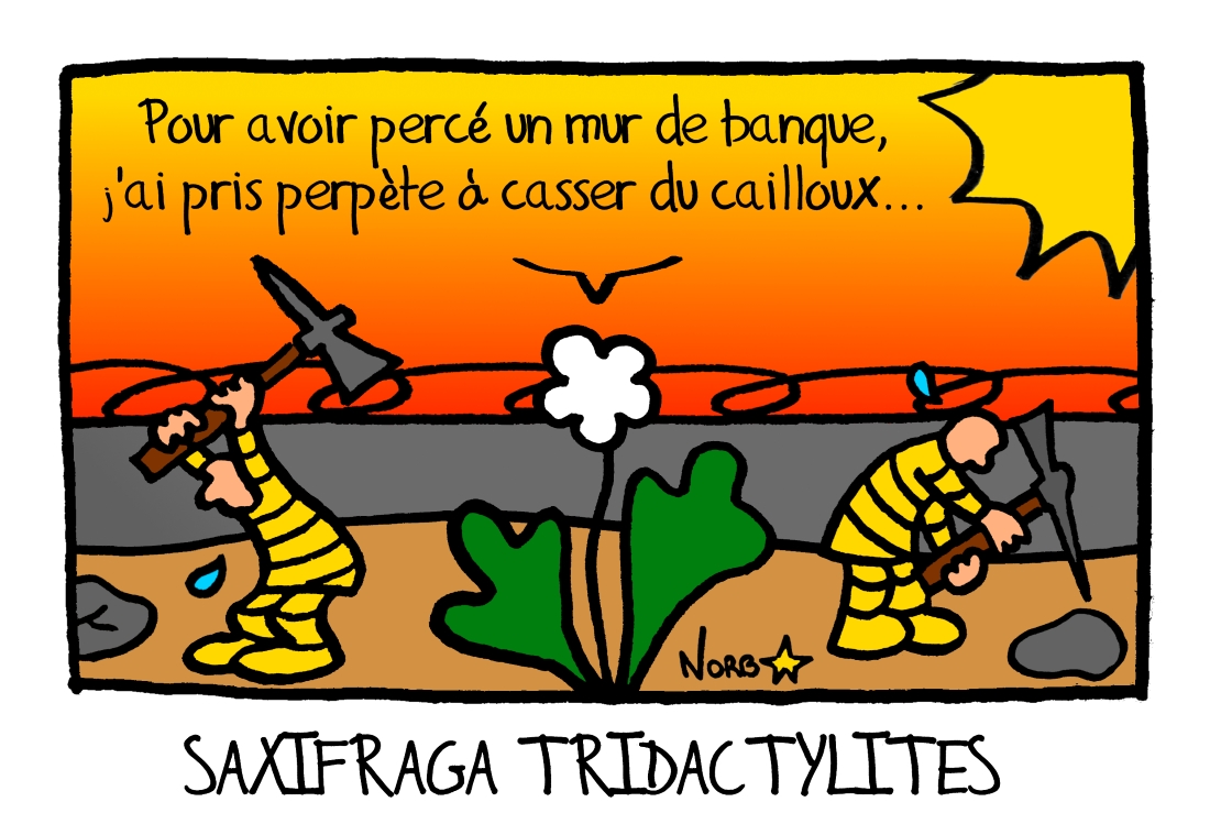 Saxifraga tridactylites, Sauvages du Poitou
