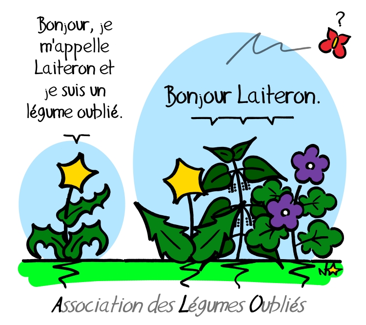Sonchus oleraceus, Laiteron potager, un légume oublié, Sauvages du Poitou!