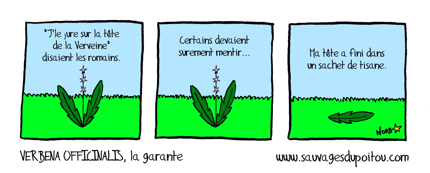 Verbena officinalis, Sauvages du Poitou
