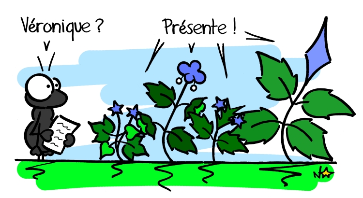 Véroniques, Sauvages du Poitou!