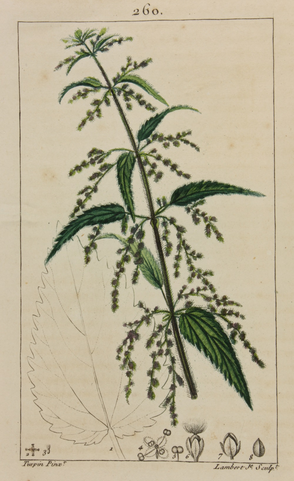 Urtica dioica par Pierre Bulliard (Flora Parisiensis, 1776)
